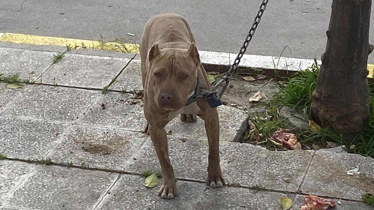 pitbull-kopek-a-1780597