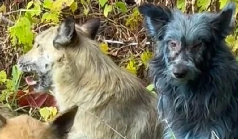 Çernobil’in Gizemli “Mavi Köpekleri” Tüm Dünyayı Hayrete Düşürdü!