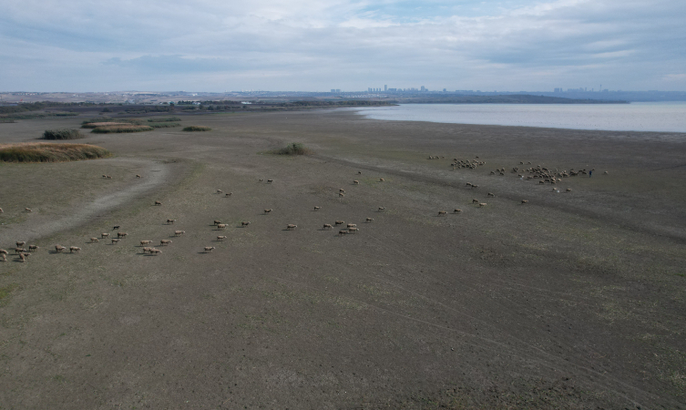 Büyükçekmece Gölü’nde Doluluk %27’ye Düştü, Kuruyan Alanlar Meraya Döndü