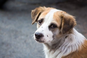 Soguk-hayvan_123022035