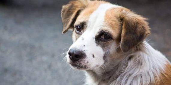 Soguk-hayvan_123022035