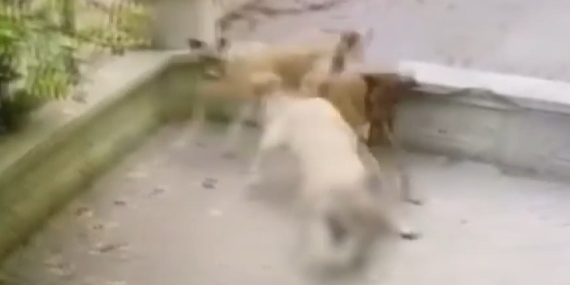 basıbos_kopek_saldırı