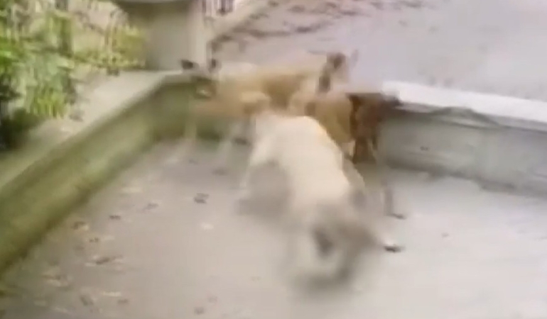 basıbos_kopek_saldırı