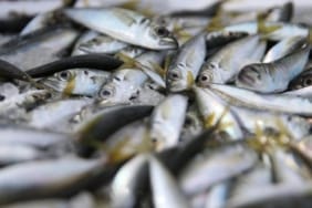 istavritaa-2405936 (1)