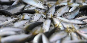 istavritaa-2405936 (1)