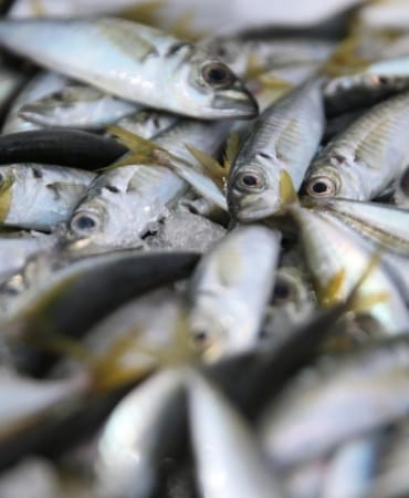 istavritaa-2405936 (1)