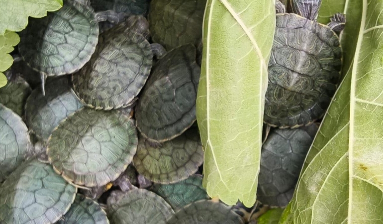 Otobüs Bagajından Yüzlerce Kaplumbağa Çıktı: Bolu’da 500 Kırmızı Benekli Su Kaplumbağası Ele Geçirildi