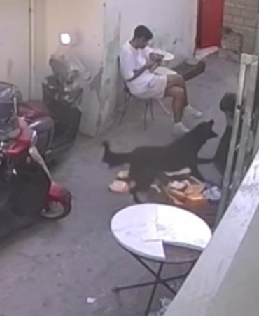 kopek-saldiri-2408872