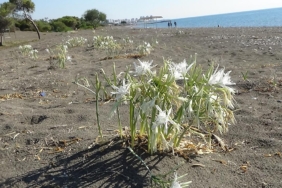 kum-zambaklari-aa-2410501