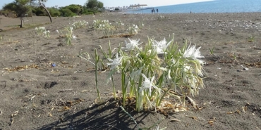 kum-zambaklari-aa-2410501