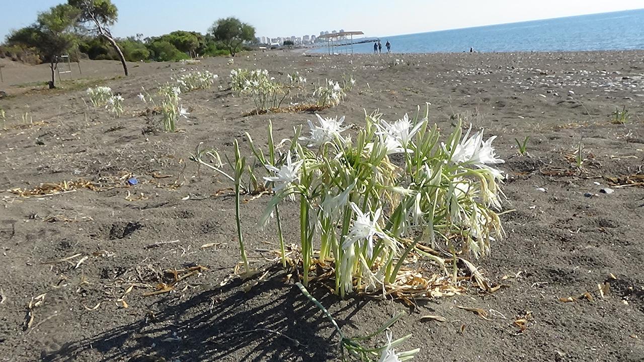 kum-zambaklari-aa-2410501