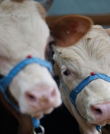 sap-karantinasi-2365972