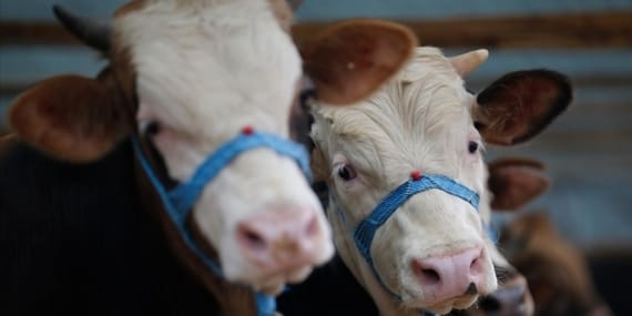 sap-karantinasi-2365972