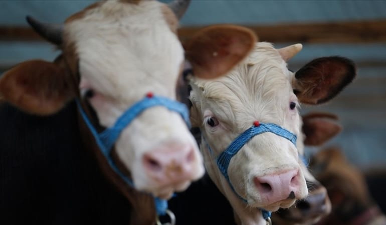 sap-karantinasi-2365972