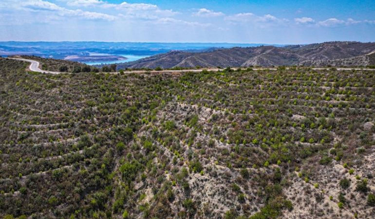 Yanan “Yeşil Vatan” İçin Seferberlik: Yangına Dirençli Fidanlar Dikiliyor!
