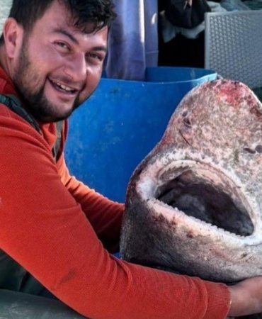 kopek-baligi-2419505