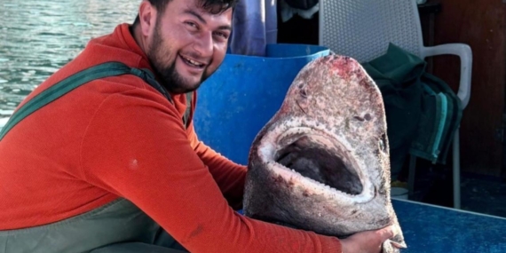 kopek-baligi-2419505