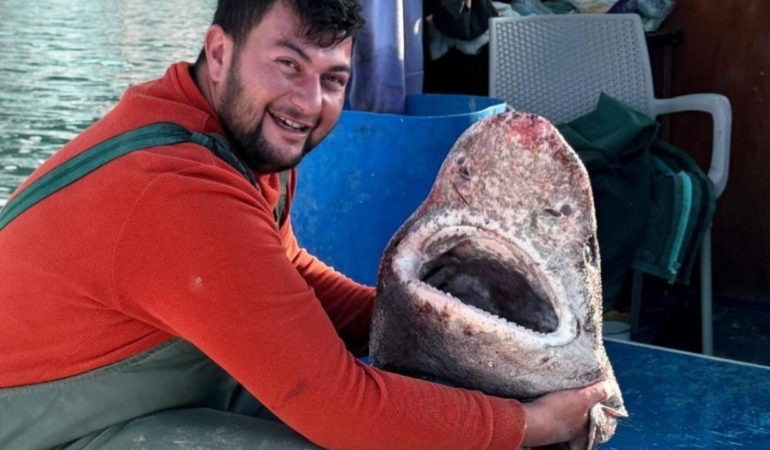 Yalova Çınarcık’ta Ağlara 4 Metrelik “Pamuk” Köpek Balığı Takıldı!