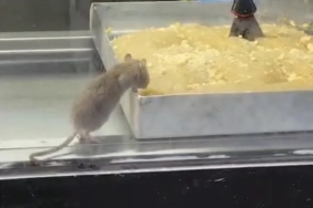 WhatsApp Image 2025-12-17 at 13.31.14