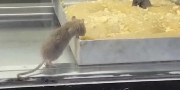 WhatsApp Image 2025-12-17 at 13.31.14