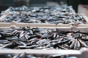 hamsi-dogu-karadeniz-aa-2419137