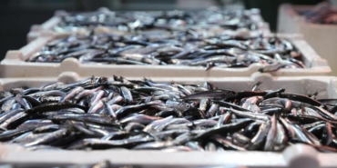 hamsi-dogu-karadeniz-aa-2419137