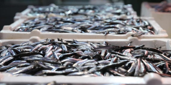 hamsi-dogu-karadeniz-aa-2419137