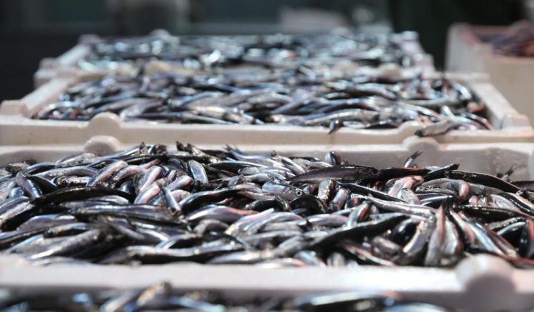 Balıkçıların Ağları Kasım’da En Çok Hamsi İle Doldu!