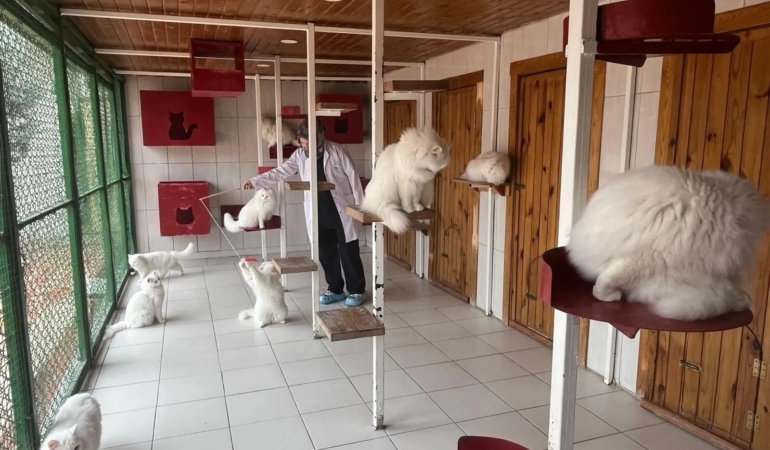 Pursaklar Belediyesi’nden Ankara Kedisine Koruma: 700’e Yakın Sahiplendirme