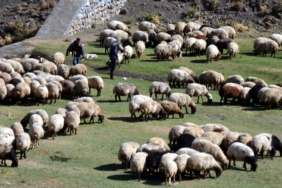 kucukbas-hayvancilik-aa-1666921