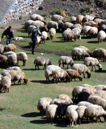 kucukbas-hayvancilik-aa-1666921