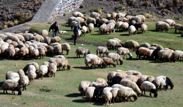 Aksaray’da Hayvancılığa 1,5 Milyarlık Dev Destek: 125 Bin Küçükbaş Dağıtılacak