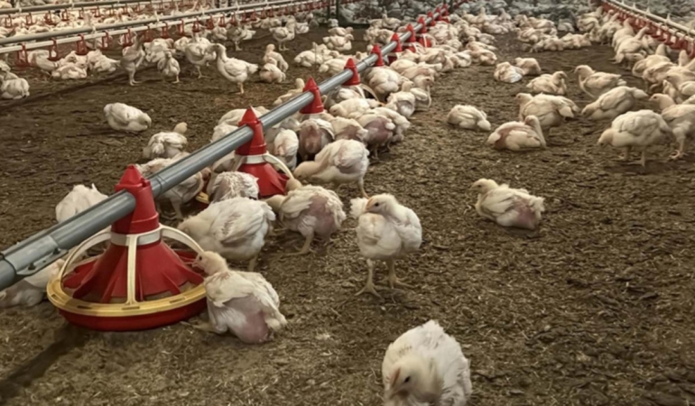 Ticaret Bakanlığı’ndan tavuk fiyatlarına el freni: İhracatı yasaklandı!