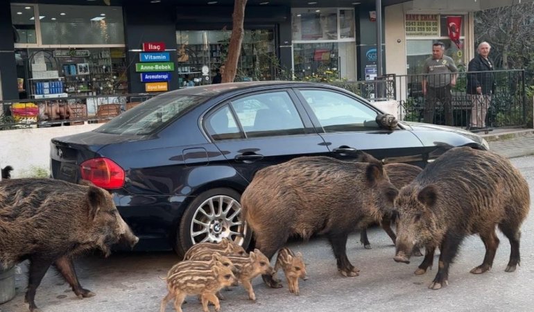 Balçova’da Domuz İstilası: Sürüler Halinde Şehre İndiler!