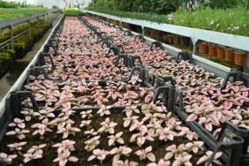 isparta-belediyesi-uretiyor-sehir-ciceklerle-guzellesiyor