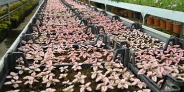 isparta-belediyesi-uretiyor-sehir-ciceklerle-guzellesiyor