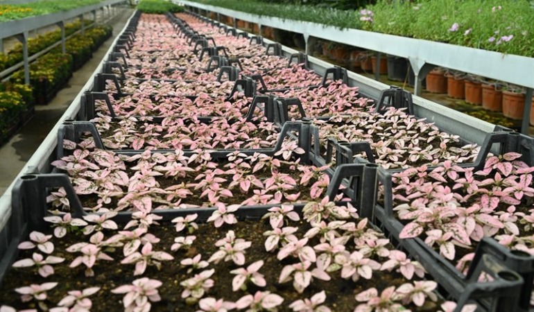 Isparta Belediyesi Üretiyor, Şehir Çiçeklerle Güzelleşiyor