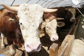 kurban-bayrami-oncesi-siki-takip-hastalik-ve-kesim-tedbirleri-en-ust-seviyeye-cikarildi