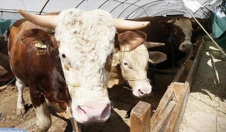 Kurban Bayramı Öncesi Sıkı Takip: Hastalık ve Kesim Tedbirleri En Üst Seviyeye Çıkarıldı