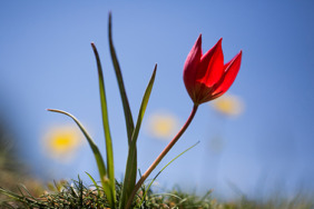 manisa-lalesine-dokunan-yandi-koparmanin-cezasi-699-bin-lirayi-gecti