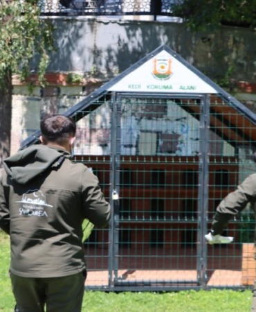 sanliurfa-buyuksehirden-patili-dostlara-konforlu-yuva-sokak-kedileri-icin-ornek-proje