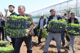 sanliurfada-uretime-dev-destek-buyuksehirden-ciftciye-1-milyon-fide