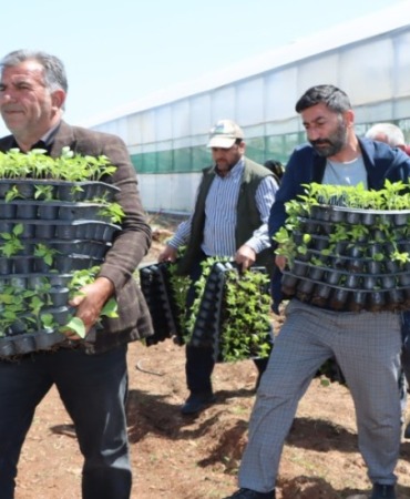 sanliurfada-uretime-dev-destek-buyuksehirden-ciftciye-1-milyon-fide