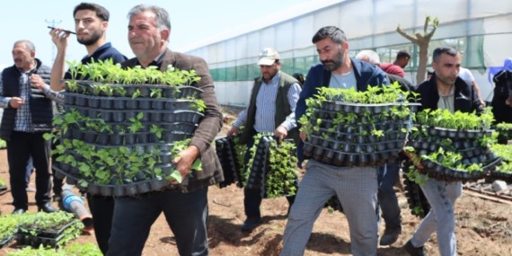 sanliurfada-uretime-dev-destek-buyuksehirden-ciftciye-1-milyon-fide