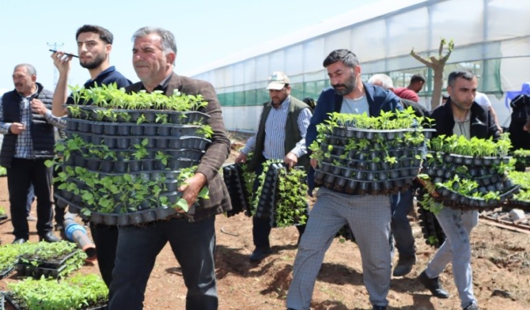 Şanlıurfa’da Üretime Dev Destek: Büyükşehir’den Çiftçiye 1 Milyon Fide