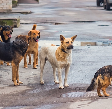 sokak köpekleri