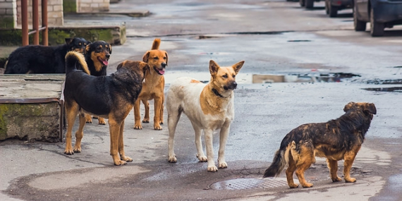 sokak köpekleri