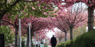 japonya-degil-konya-sehirde-gorsel-solen-sunan-sakura-mevsimi-basladi