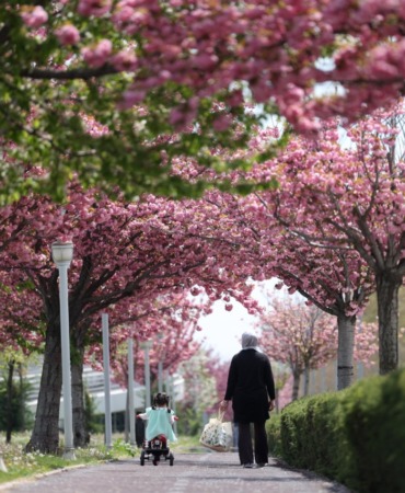 japonya-degil-konya-sehirde-gorsel-solen-sunan-sakura-mevsimi-basladi