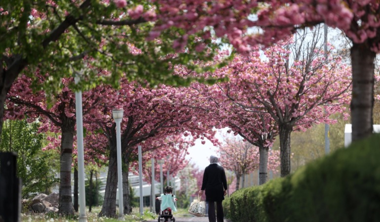 Japonya Değil Konya: Şehirde Görsel Şölen Sunan “Sakura” Mevsimi Başladı